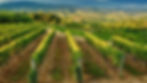 Il Collio