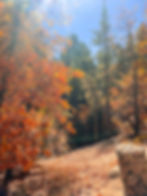 Foliage along Castel Rock Trail