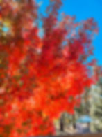 a tree with red fall leaves