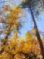Foliage along Castel Rock Trail