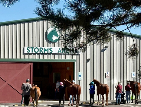 Storms Arena picture for web site.jpg