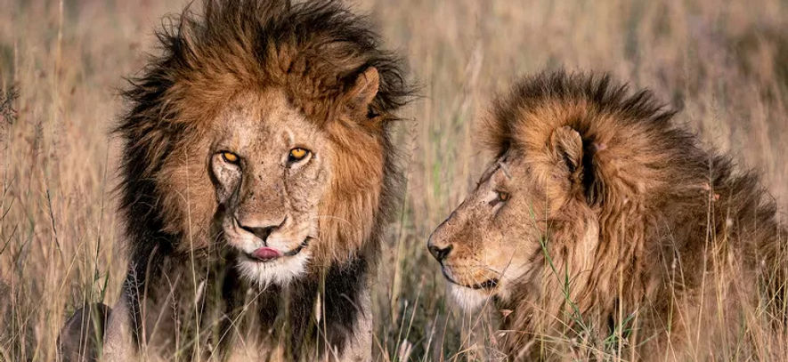 bob-jr-lion-and-his-brother-031523-a51f5980e03f47c78489a081992ee4aa_edited.jpg