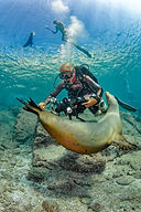 Beyond COVID‐19: ecotourism's role in ocean conservation targets