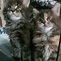 VideoCapture_20230303-212855_edited.jpg