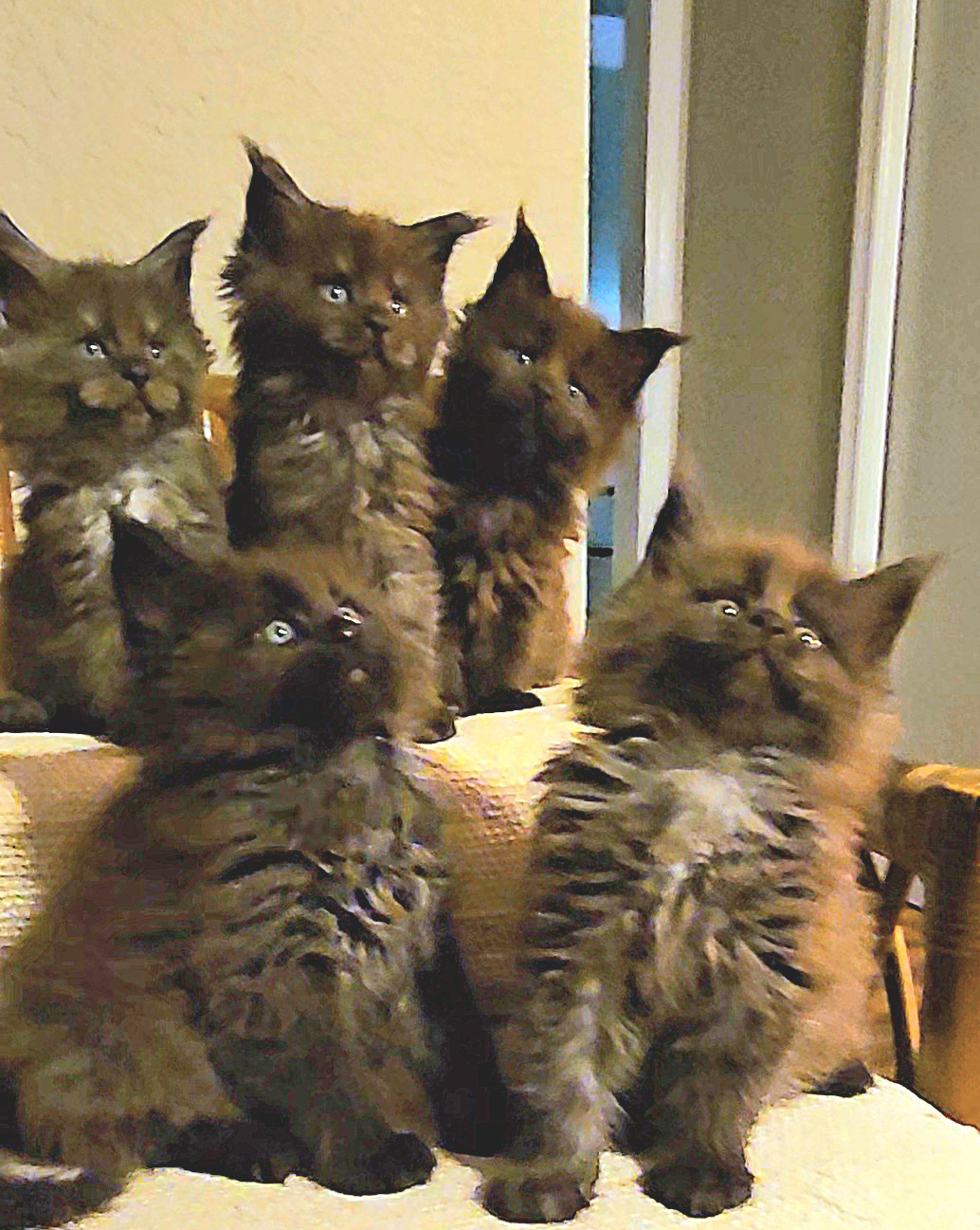 We suggest filling out the "Adoption form." 