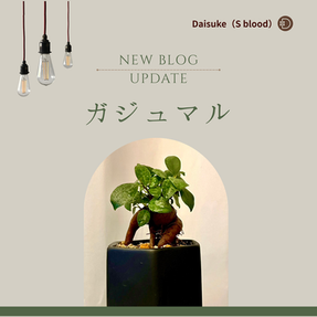 Daisuke【BLOG】更新!