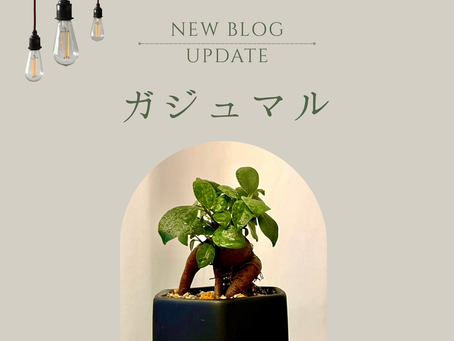 Daisuke【BLOG】更新！