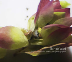 Caterpillar of Phengaris arion