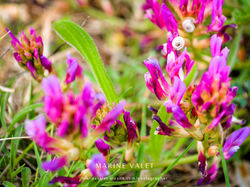 About pink and snails