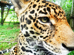 Panthera onca