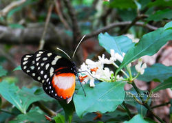 Under the tropical canopy