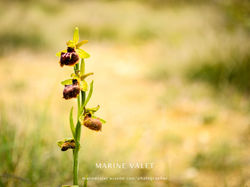 Ophrys sp (sphegodes)