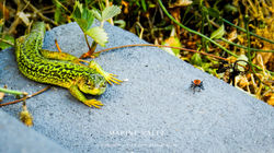 Lacerta bilineata and friend