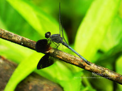 Odonata