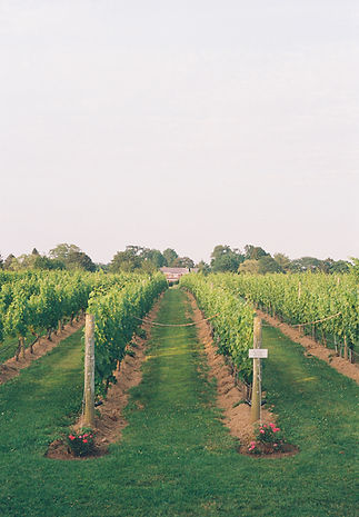 Sunset in a wine vineyard in the Hamptons