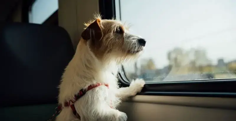 A health certificate for pet travel, an essential document for ensuring your pet's well-being during the journey.