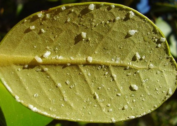 leaf salt.jpg