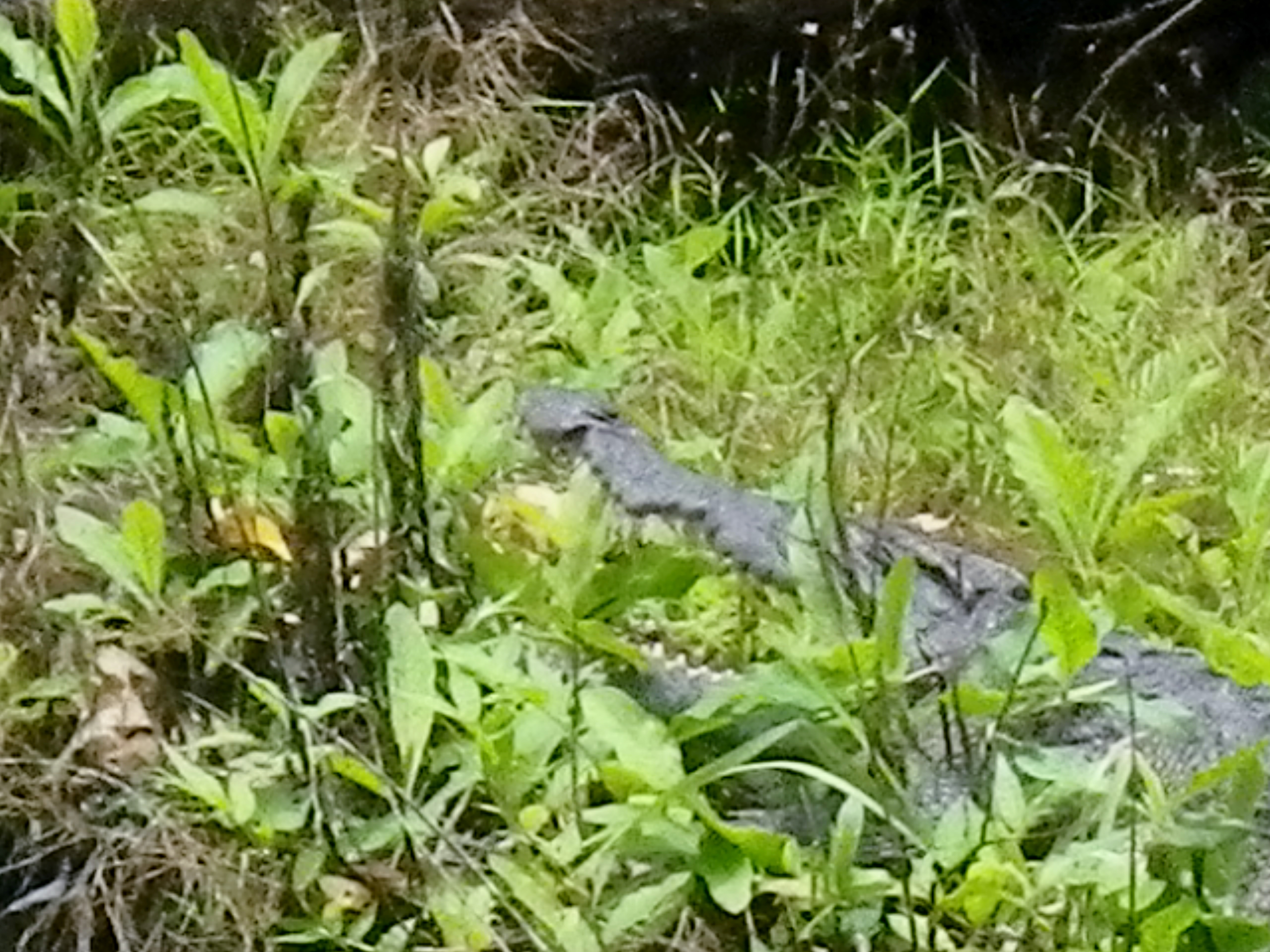 IMGP1060