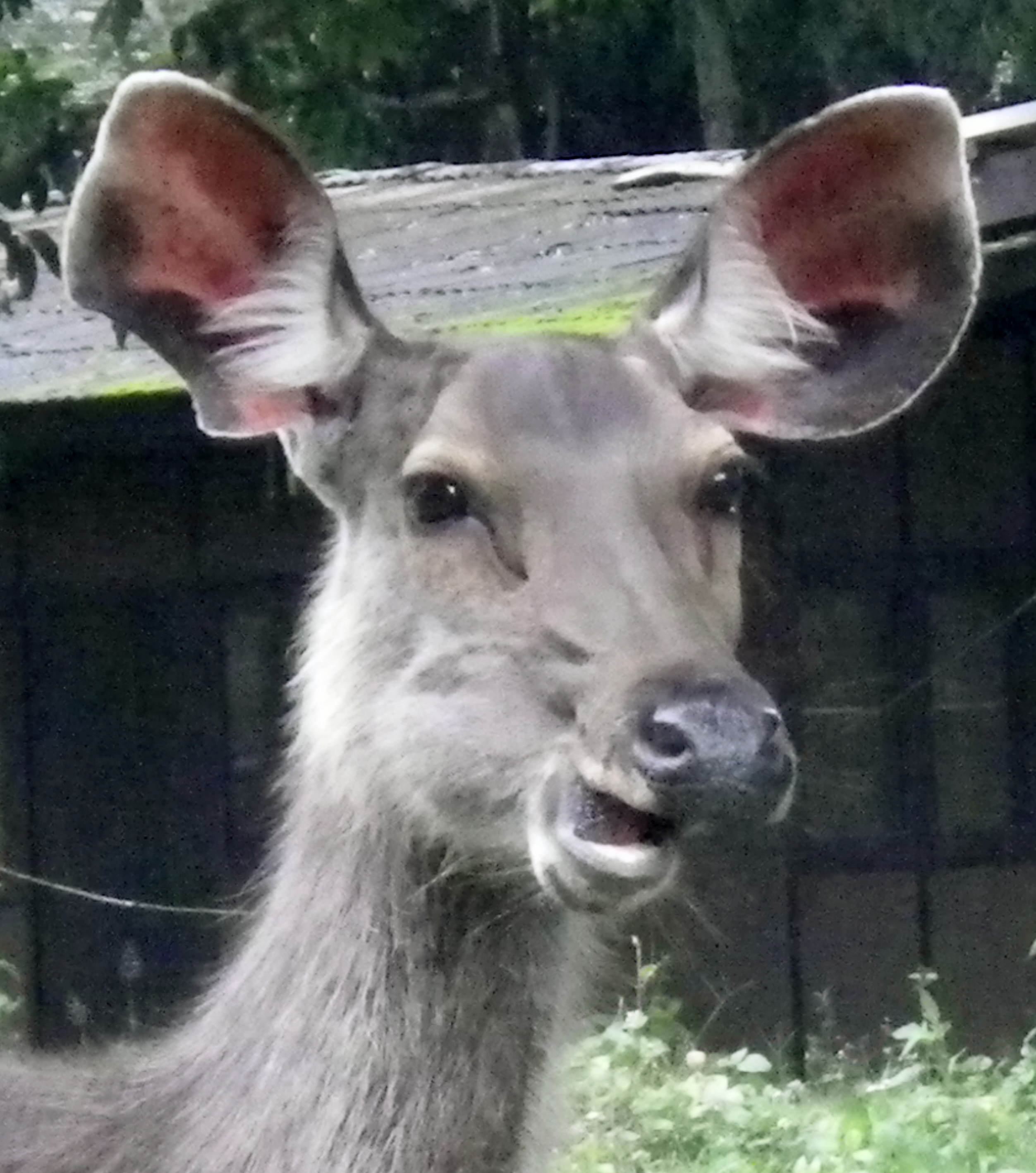 IMGP1038