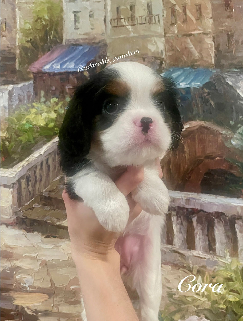 Cora -6 Weeks Old