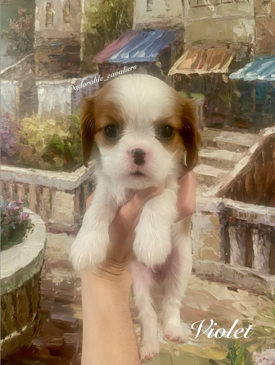 Violet -6 Weeks Old