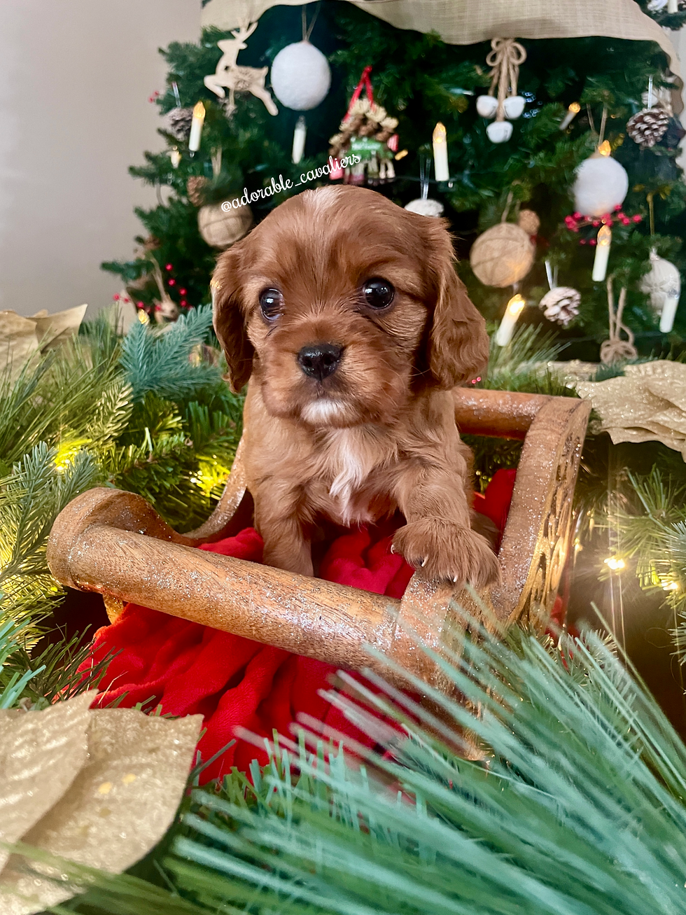 Rowena Ravenclaw -5 weeks old