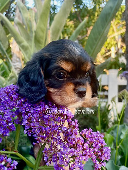 Cooper