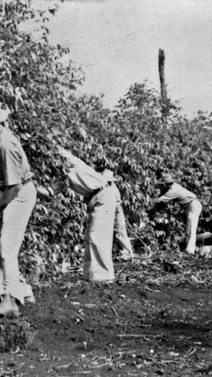 Trabalhadores rurais e famílias colhendo café em um cafezal antigo no Norte do Paraná na década de 1940.