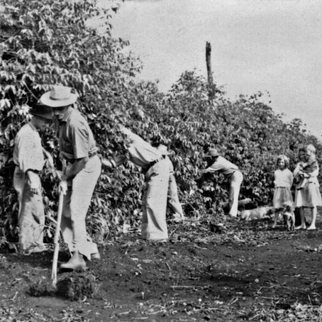 Trabalhadores rurais e famílias colhendo café em um cafezal antigo no Norte do Paraná na década de 1940.