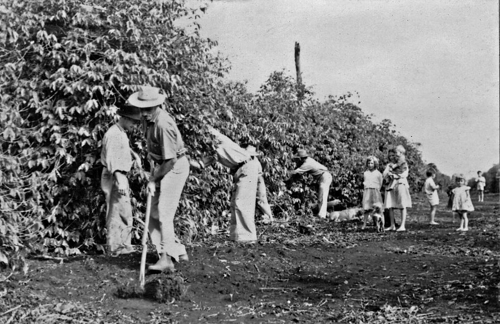 Trabalhadores rurais e famílias colhendo café em um cafezal antigo no Norte do Paraná na década de 1940.