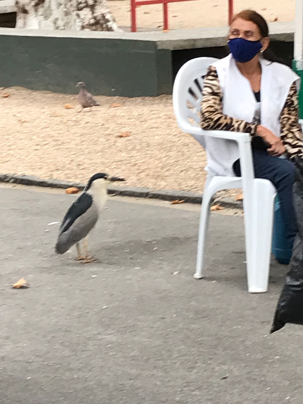 Uma ave socó-dorminhoco cinzenta pousada no chão do Passeio Público, ao lado de uma senhora de máscara sentada em uma cadeira branca de plástico junto a um carrinho de pipoca.