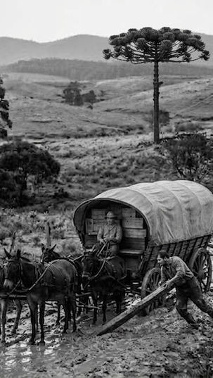 Fotografia em preto e branco de época retratando um carroção colonial com toldo arqueado atolado em uma estrada de terra lamacenta nos Campos Gerais do Paraná. Três homens auxiliam com alavanca de madeira e condução dos animais sob tempo nublado, com araucárias compondo a paisagem ao fundo.