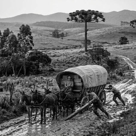 Fotografia em preto e branco de época retratando um carroção colonial com toldo arqueado atolado em uma estrada de terra lamacenta nos Campos Gerais do Paraná. Três homens auxiliam com alavanca de madeira e condução dos animais sob tempo nublado, com araucárias compondo a paisagem ao fundo.