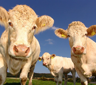 Quand faire appel à un ostéopathe pour vache ?