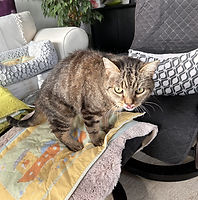 Ostéopathe pour chat à domicile