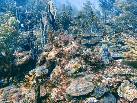 It Was Never Just About Diving