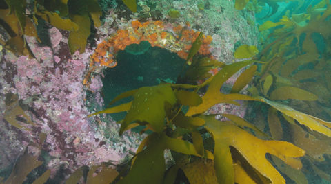 Korea screengrab_1.1.14.jpg