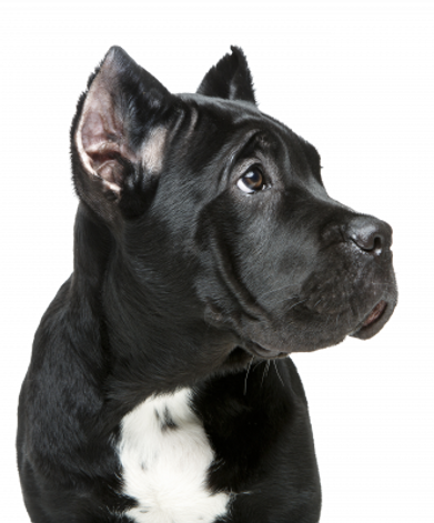 beautiful-cane-corso-puppy-2021-08-26-17-12-03-utc-depositphotos-bgremover_edited.png