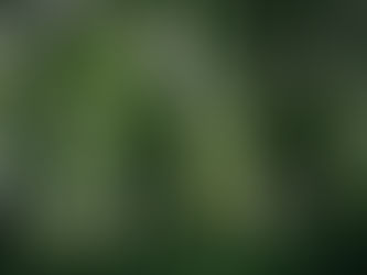 L’intelligence du corps