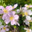 Thumbnail: wild rose tea cup