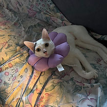 Leia after surgery.jpg
