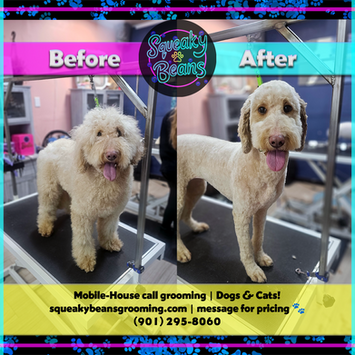 A Before and After photo of a dog being groomed, a matted and tangled golden doodle on the left, and a beautiful clean cut with perfect paws and mess removed on the right.