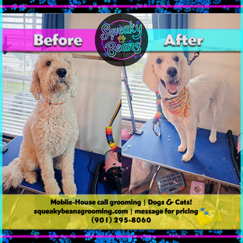 Golden-doodle before & after groom photo