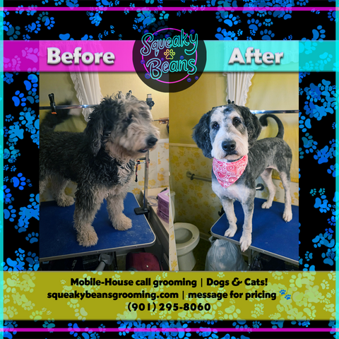 A Before and After photo of a dog being groomed, a matted and tangled golden doodle on the left, and a beautiful clean cut with perfect paws and mess removed on the right.
