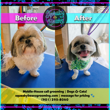 before and after photo of a disabled dog missing an eye's beatiful makeover