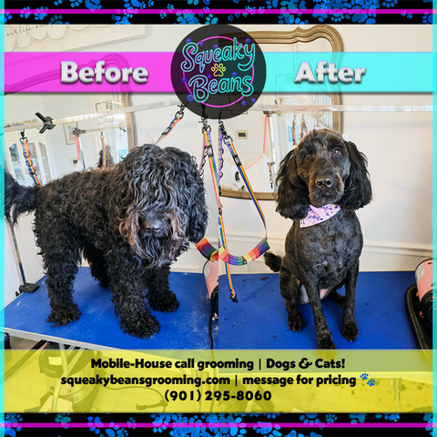 before and after photo of a bernadoodle groom, black curly hair on left and distinguished clear eyes on right