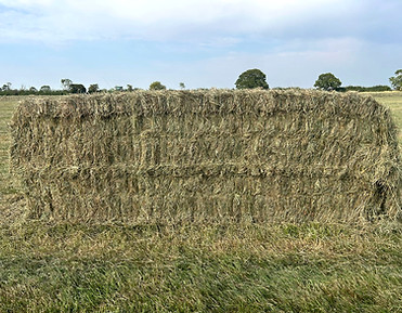 Square Bale Hay