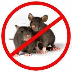Rodent-Proofing Your Home: 7 Simple Steps to Keep Mice and Rats Out