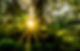 forest-396025.jpg