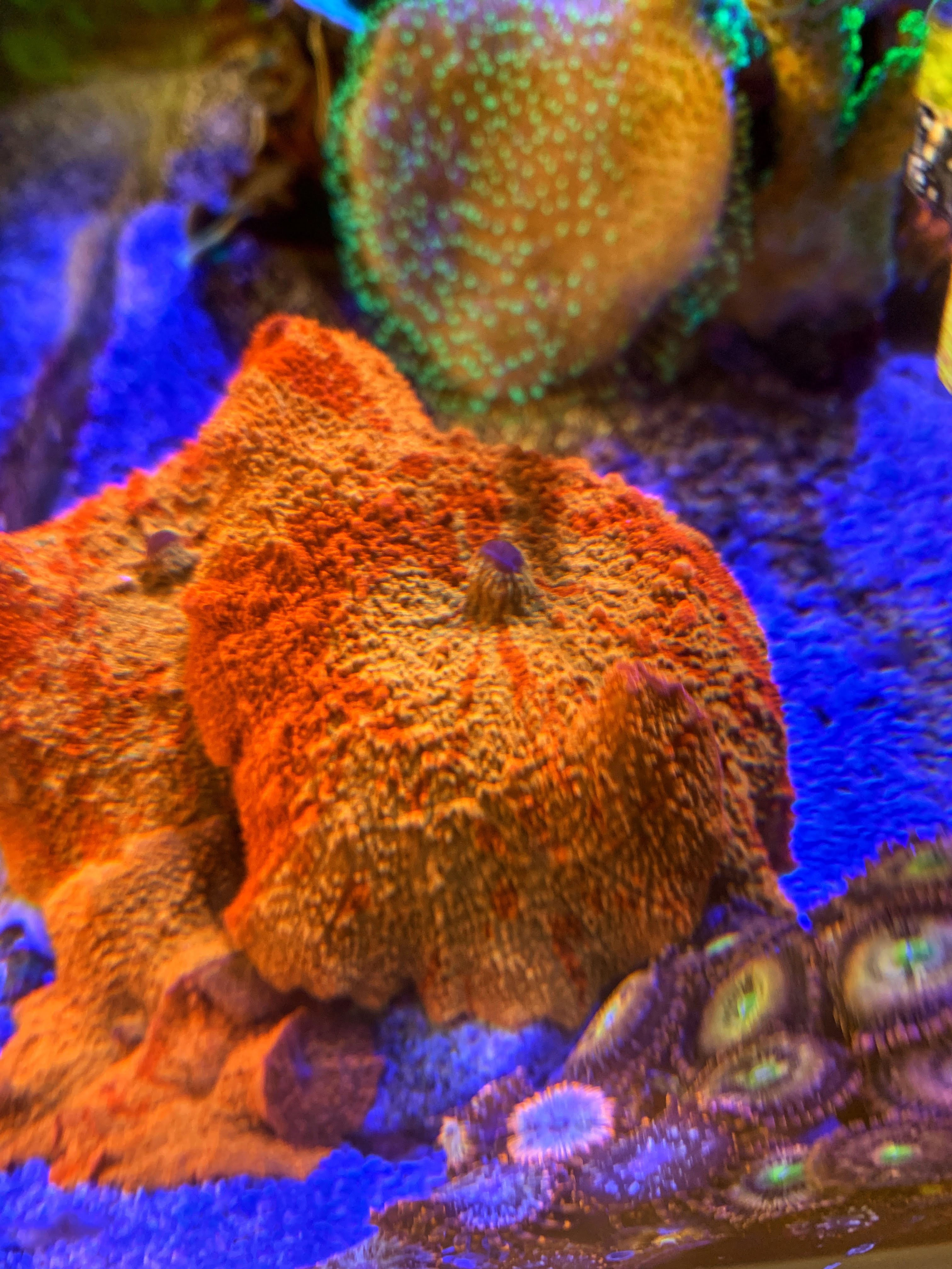 Jawbreaker mushrooms